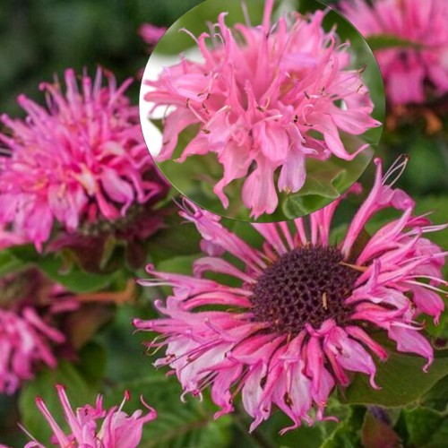 Monarda 'Bee Lieve' - Monarda 'Bee Lieve'  